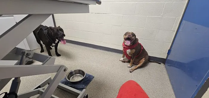 Upper Marlboro Veterinary Hospital Picture 8