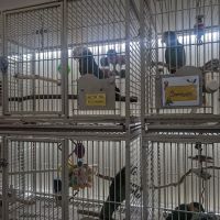 Birdiac's Bird Shop ico