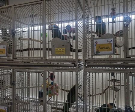 Birdiac's Bird Shop