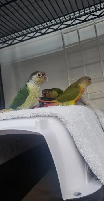Birdiac's Bird Shop Picture 2