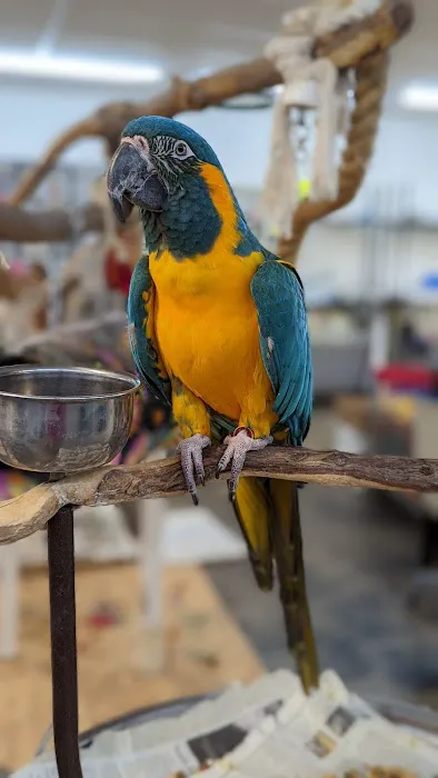 Birdiac's Bird Shop Picture 7
