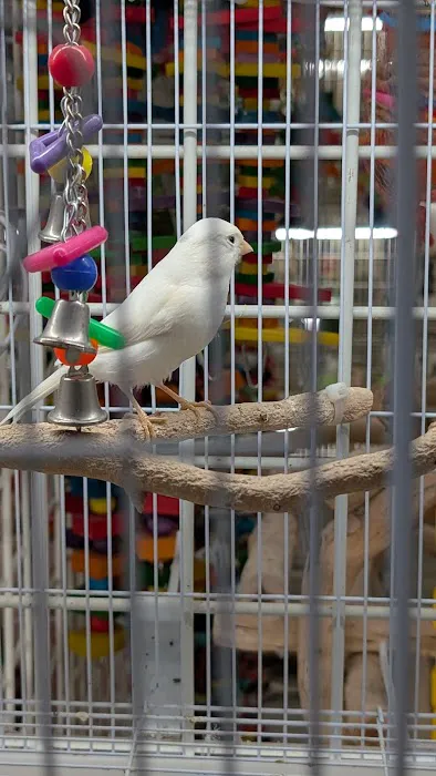 Birdiac's Bird Shop Picture 5