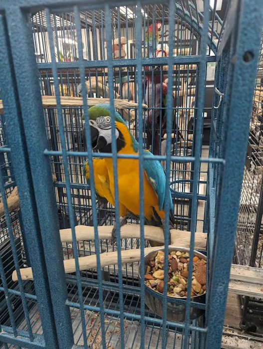 Birdiac's Bird Shop Picture 10