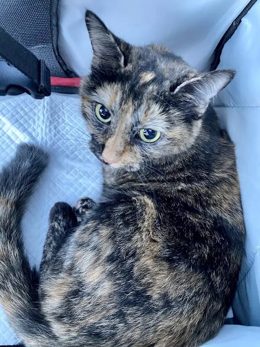 Bowie Spay & Neuter Picture 2