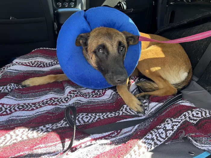 Bowie Spay & Neuter Picture 5