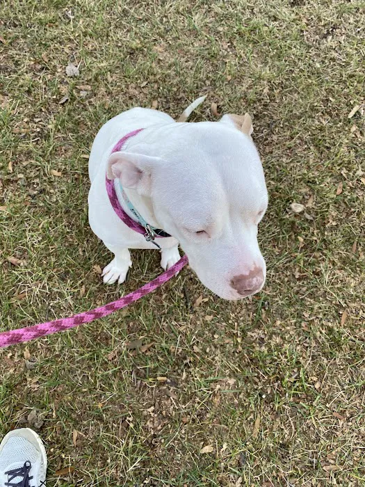 Bowie Spay & Neuter Picture 10