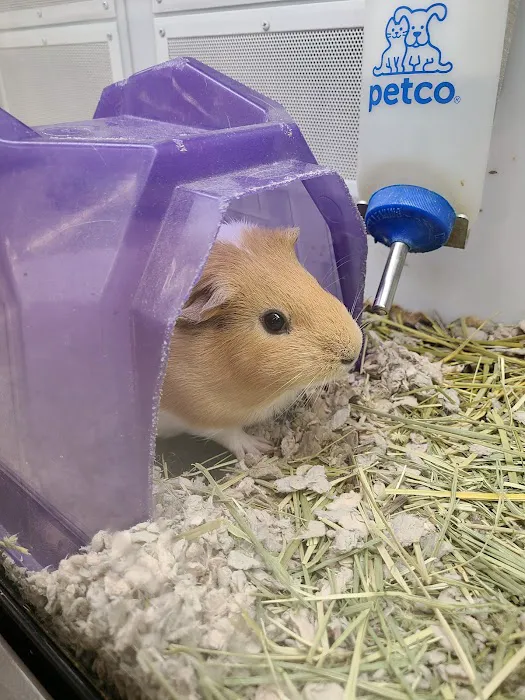 Petco Picture 6