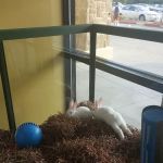 Petland Frisco