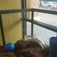 Petland Frisco ico
