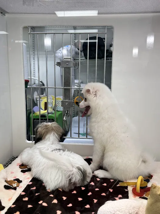Petland Frisco Picture 8