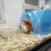 Petco ico