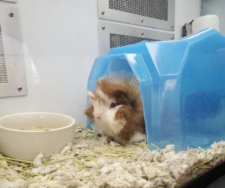 Petco