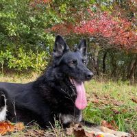 Animal Medical Center of Watkins Park ico