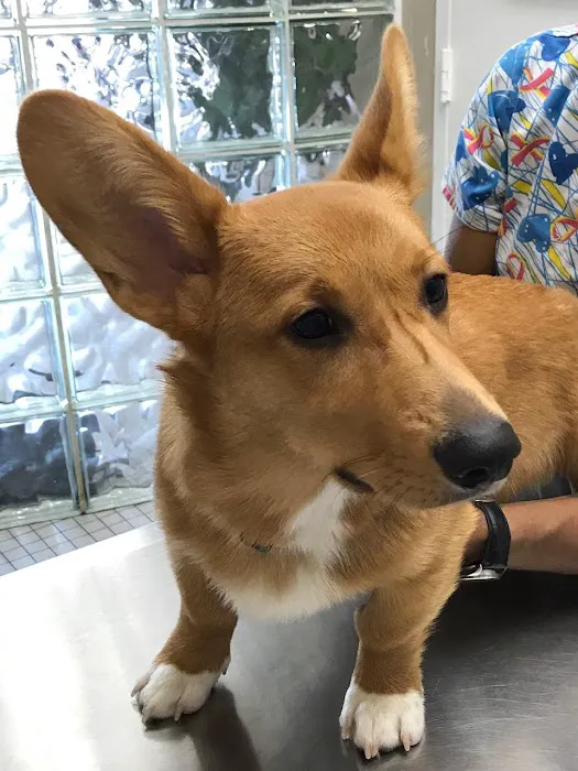 Animal Medical Center of Watkins Park Picture 3