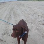 The Merry Dog Holistics & Nutrition