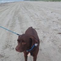 The Merry Dog Holistics & Nutrition ico