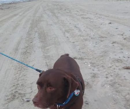 The Merry Dog Holistics & Nutrition