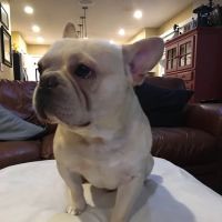 Bowie Towne Veterinary Hospital ico