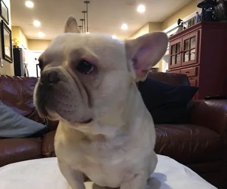 Bowie Towne Veterinary Hospital