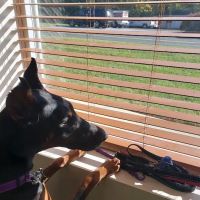 Dryline Dachshunds ico