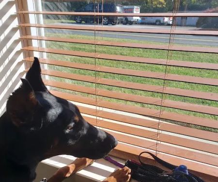 Dryline Dachshunds