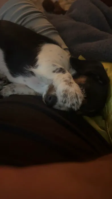 Dryline Dachshunds Picture 14