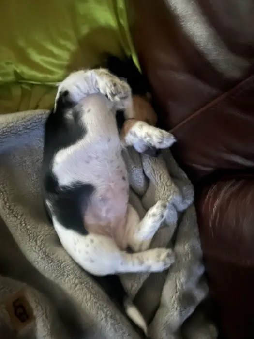 Dryline Dachshunds Picture 12