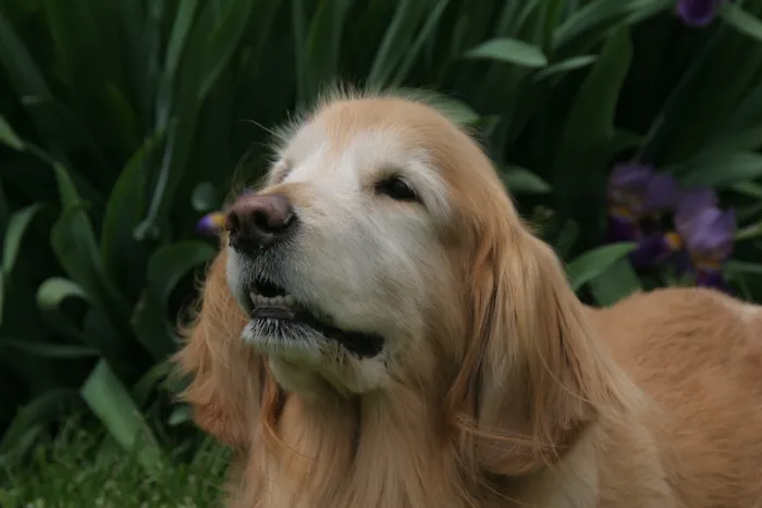 Prime Care Animal Hospital Picture 10