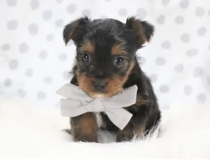 Odenton Veterinary Hospital Picture 9