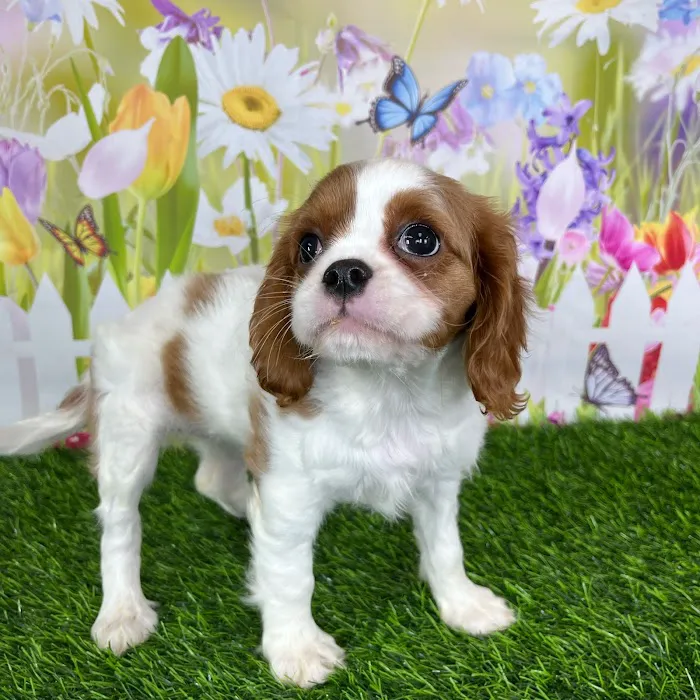 Puppy Dreams - Denton Picture 2