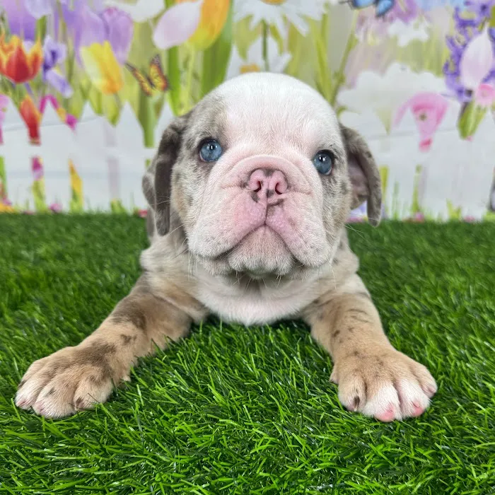 Puppy Dreams - Denton Picture 4