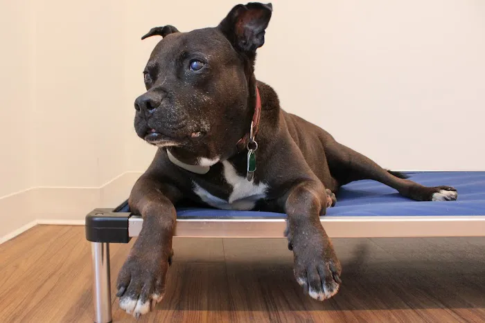Great Scottie Veterinary Clinic Picture 1