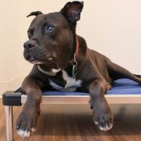 Great Scottie Veterinary Clinic ico