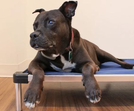 Great Scottie Veterinary Clinic