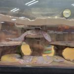 Petco