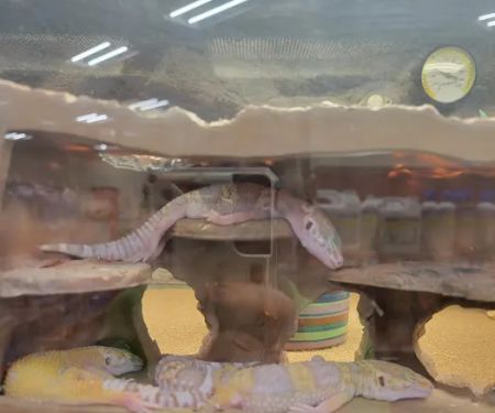 Petco