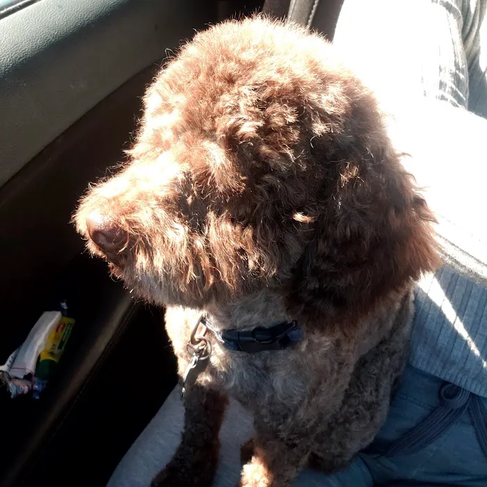 Petco Picture 5