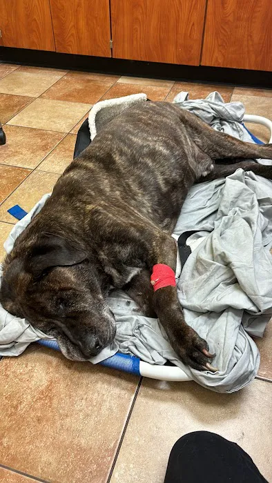 Banfield Pet Hospital Picture 8