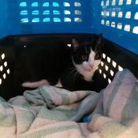 Fort Meade Veterinary Treatment Facility ico