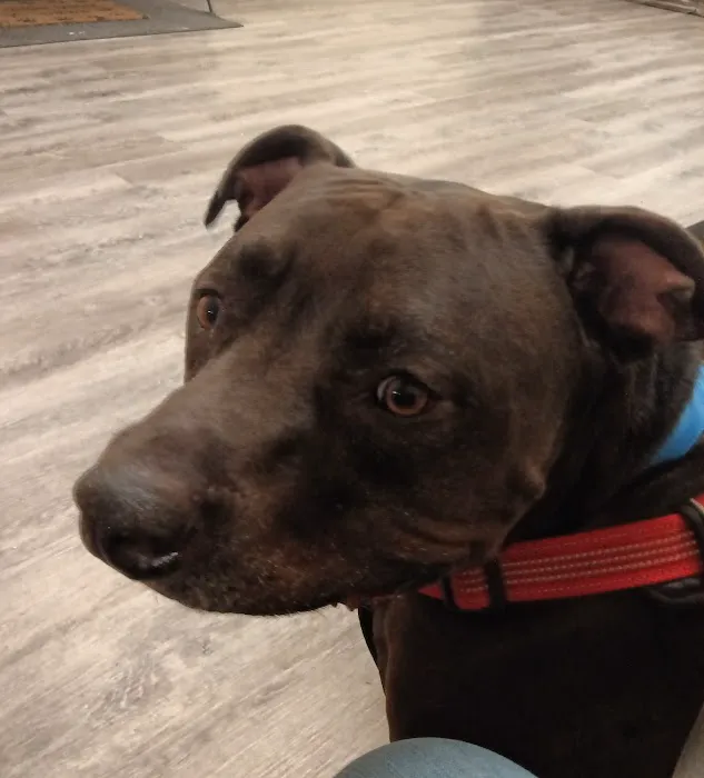Pet Wellness Clinic Picture 8
