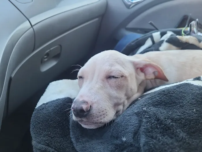 Pet Wellness Clinic Picture 7