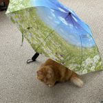 Atlantic Veterinary Services