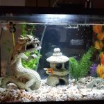 Exotic Aquatics