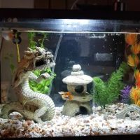 Exotic Aquatics ico