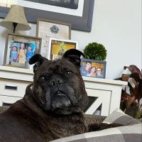 Precious Paws Animal Hospital ico
