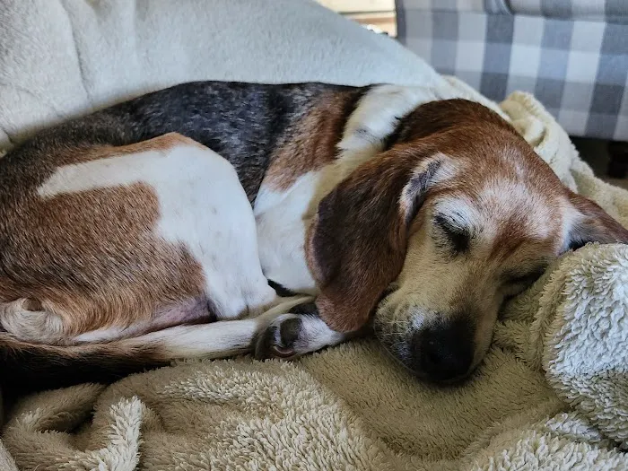 Precious Paws Animal Hospital Picture 4