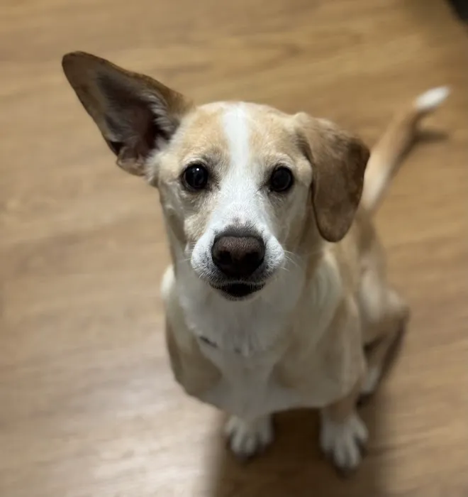 Precious Paws Animal Hospital Picture 7