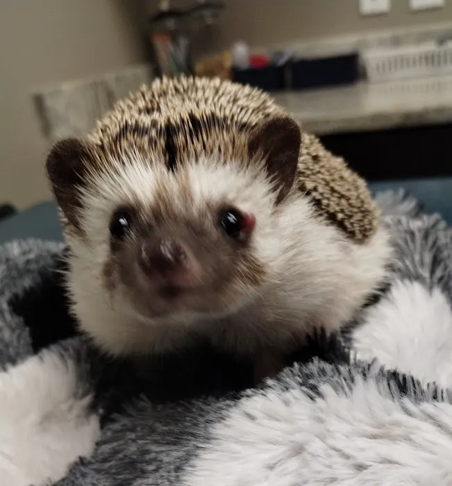 Precious Paws Animal Hospital Picture 9