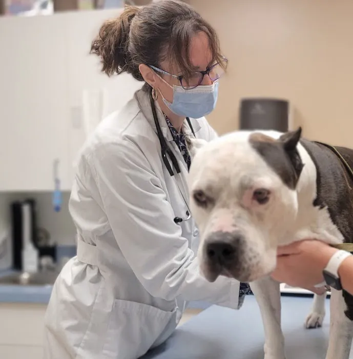 VCA Delmarva Animal Hospital Picture 6