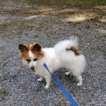 VCA Delmarva Animal Hospital